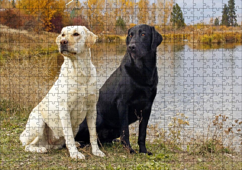 Göl Kenarındaki Beyaz ve Siyah Labradorlar Puzzle Yapboz MDF Ahşap 500 Parça 49 cm X 68 cm