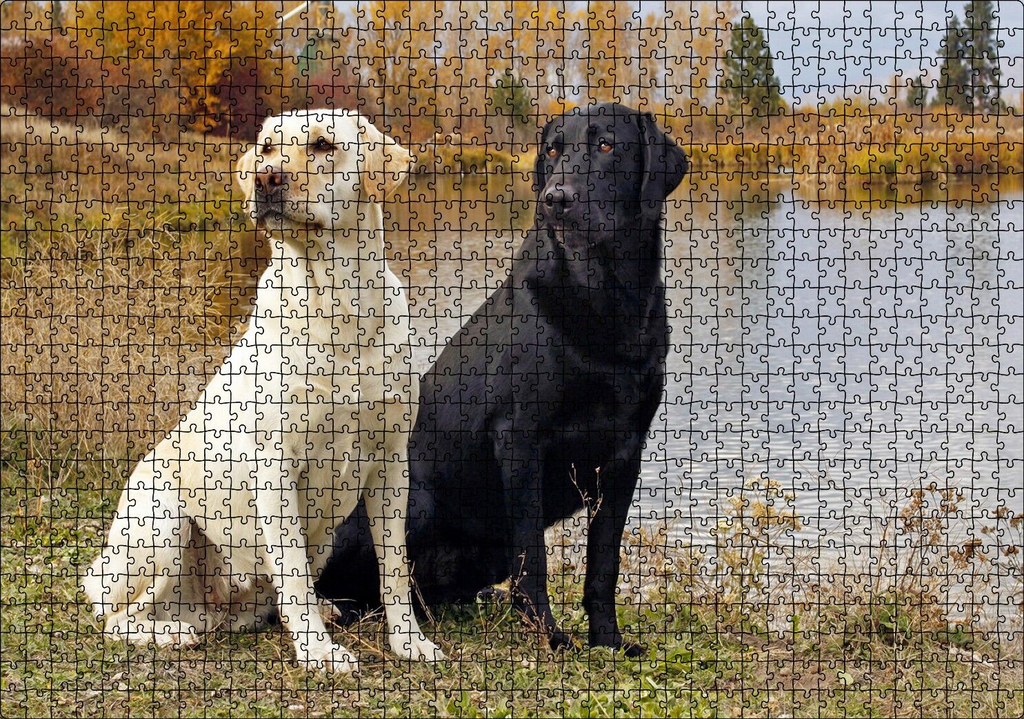 Göl Kenarındaki Beyaz ve Siyah Labradorlar Puzzle Yapboz MDF Ahşap 1000 Parça 49 cm X 68 cm