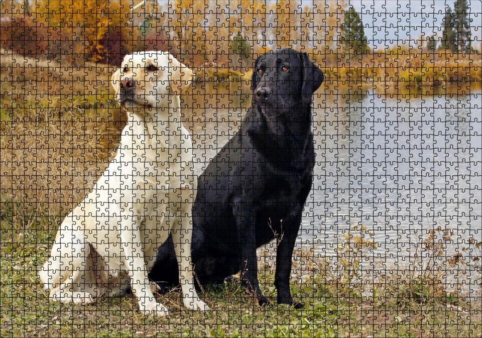 Göl Kenarındaki Beyaz ve Siyah Labradorlar Puzzle Yapboz MDF Ahşap 1000 Parça 49 cm X 68 cm