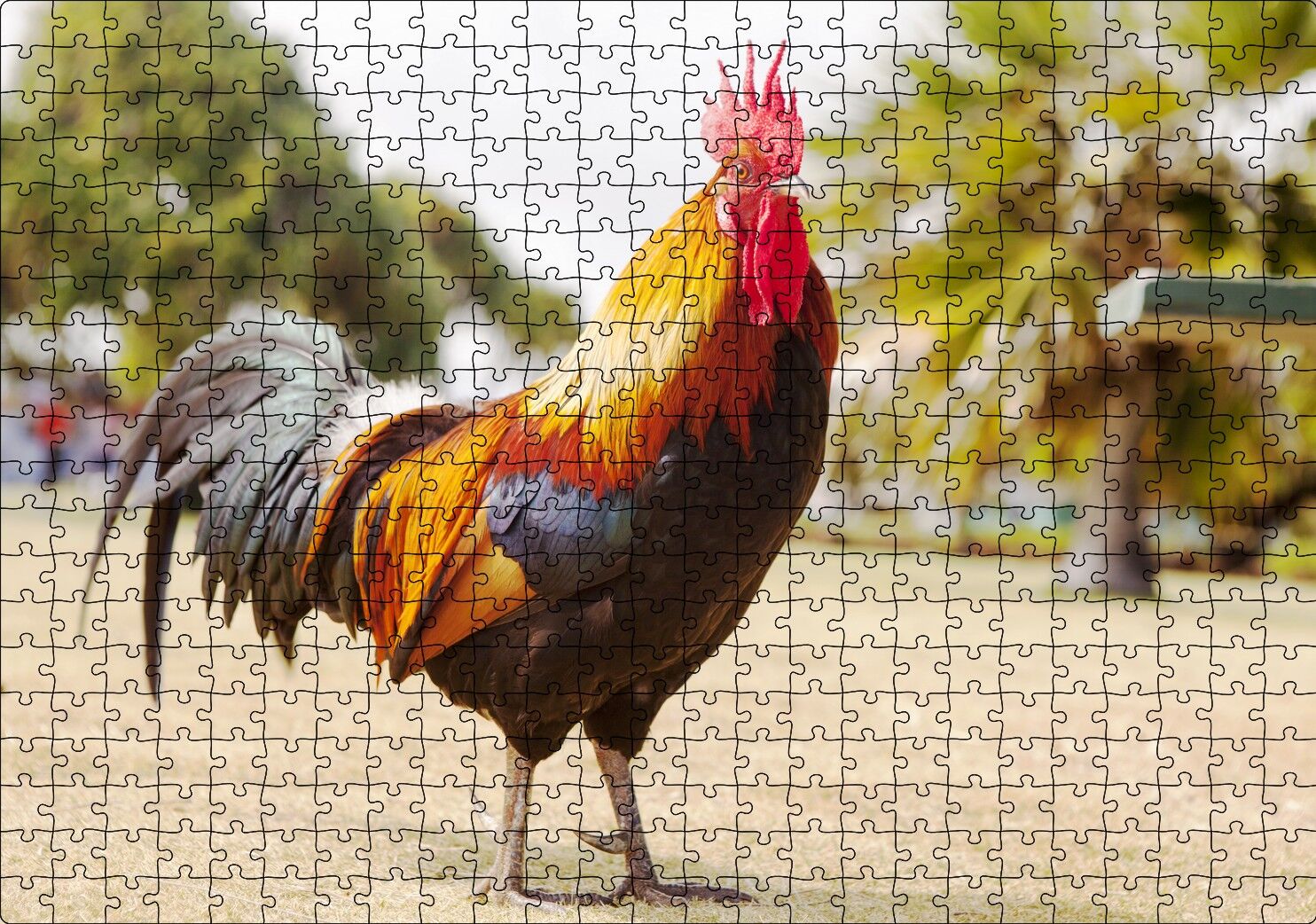 Heybetli Horoz Flu Çiftlik Arka Plan Puzzle Yapboz MDF Ahşap 500 Parça 49 cm X 68 cm