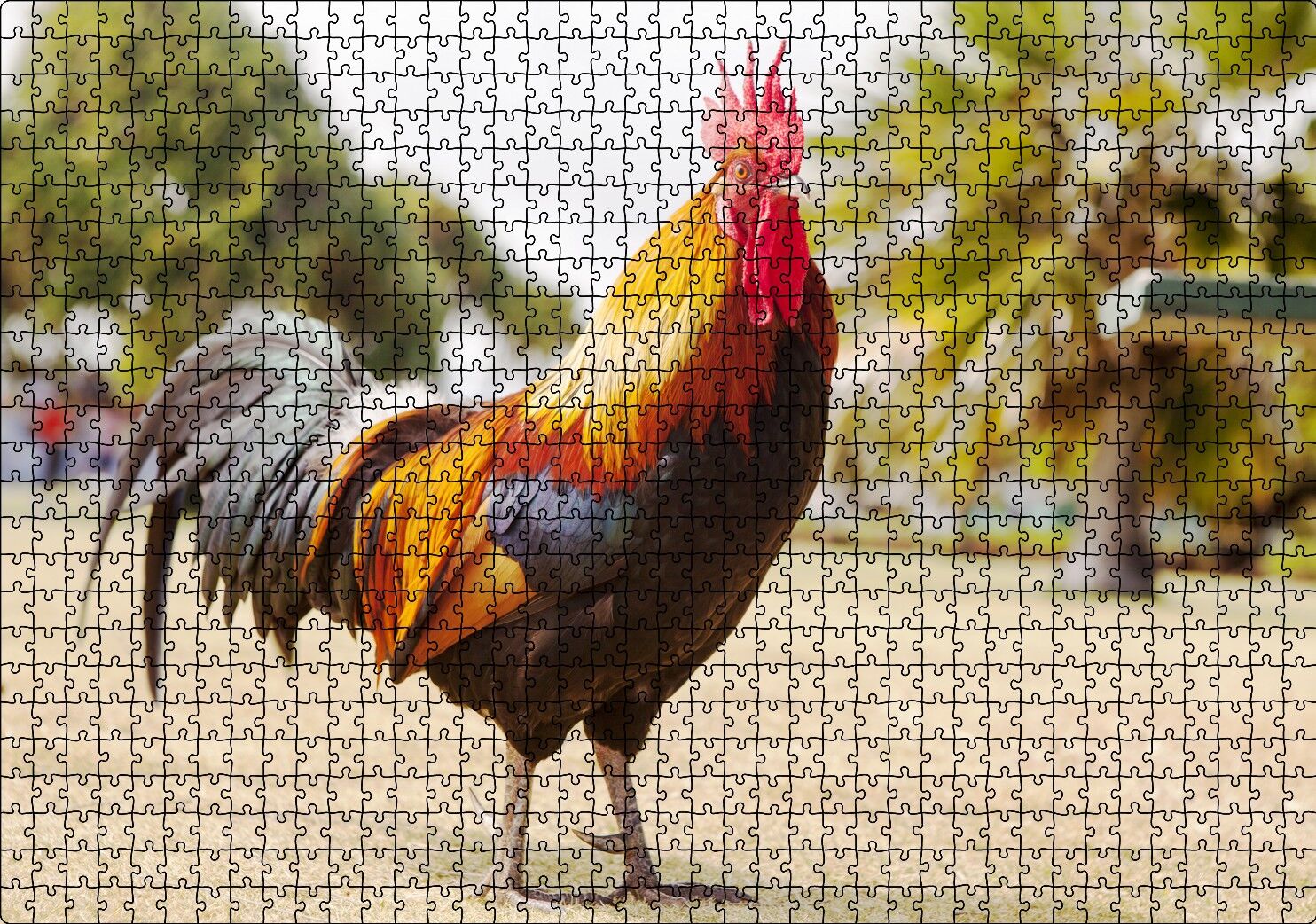 Heybetli Horoz Flu Çiftlik Arka Plan Puzzle Yapboz MDF Ahşap 1000 Parça 49 cm X 68 cm