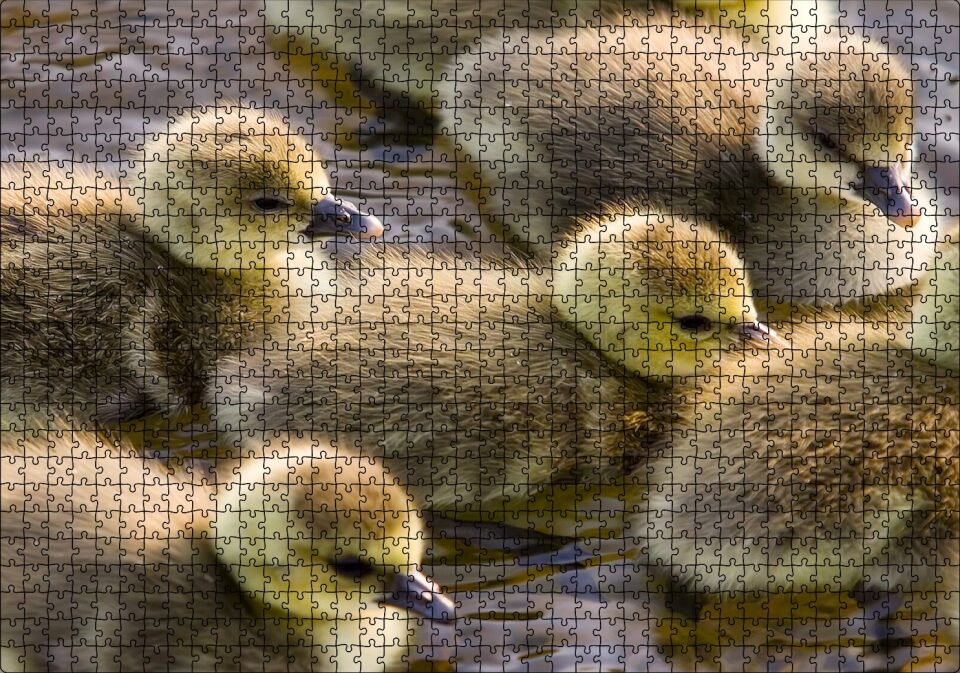 Gölde Yüzen Sarı Ördek Yavruları Puzzle Yapboz MDF Ahşap 1000 Parça 49 cm X 68 cm