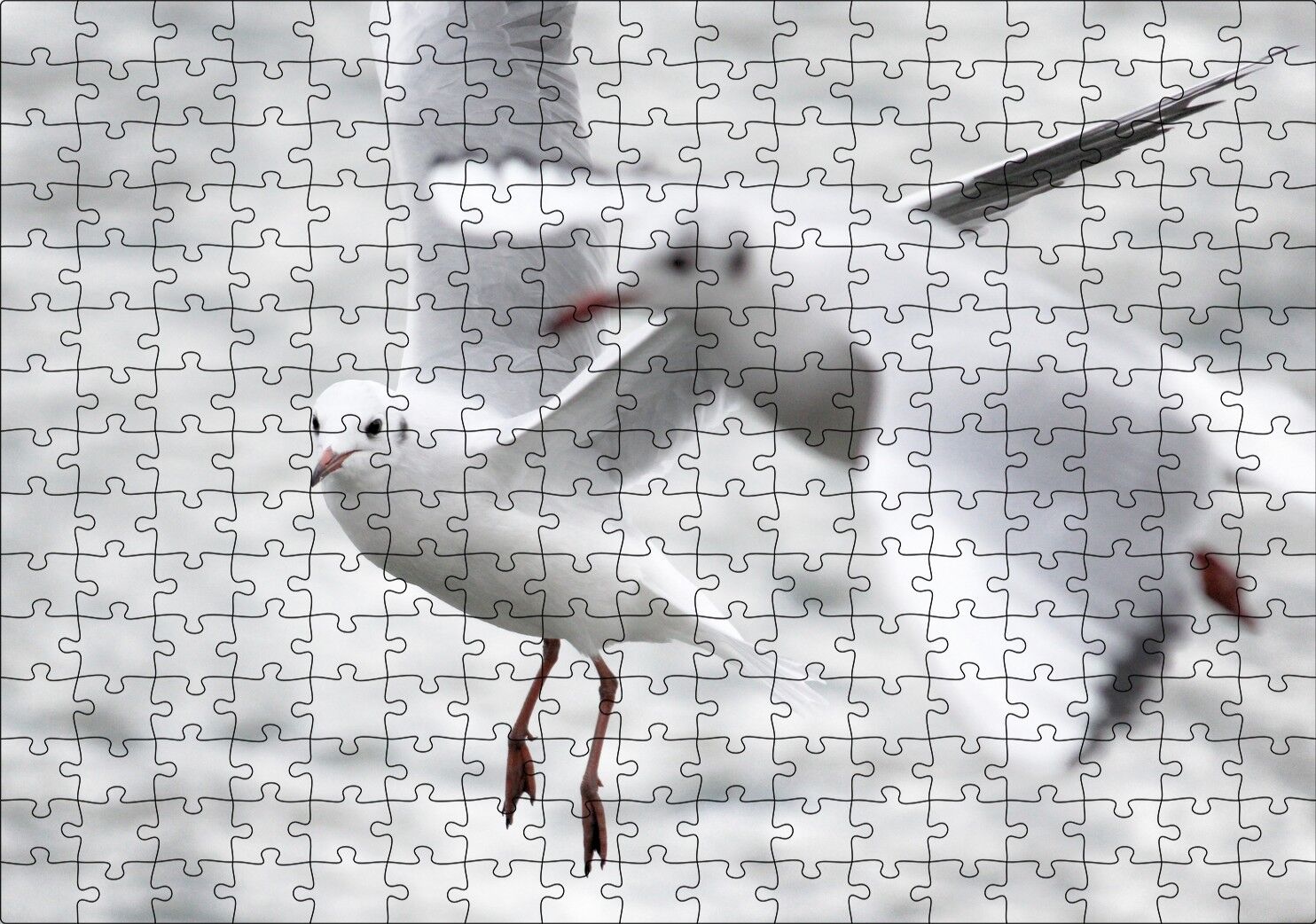 İki Martı Yakın Çekim Flu Deniz Arka Plan Puzzle Yapboz MDF Ahşap 255 Parça 34 cm X 49 cm