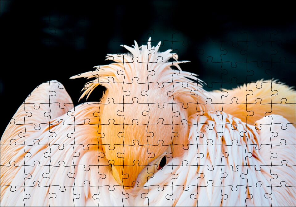 Kanatları Arasına Gömülmüş Pelikan Yakın Çekim Puzzle Yapboz MDF Ahşap