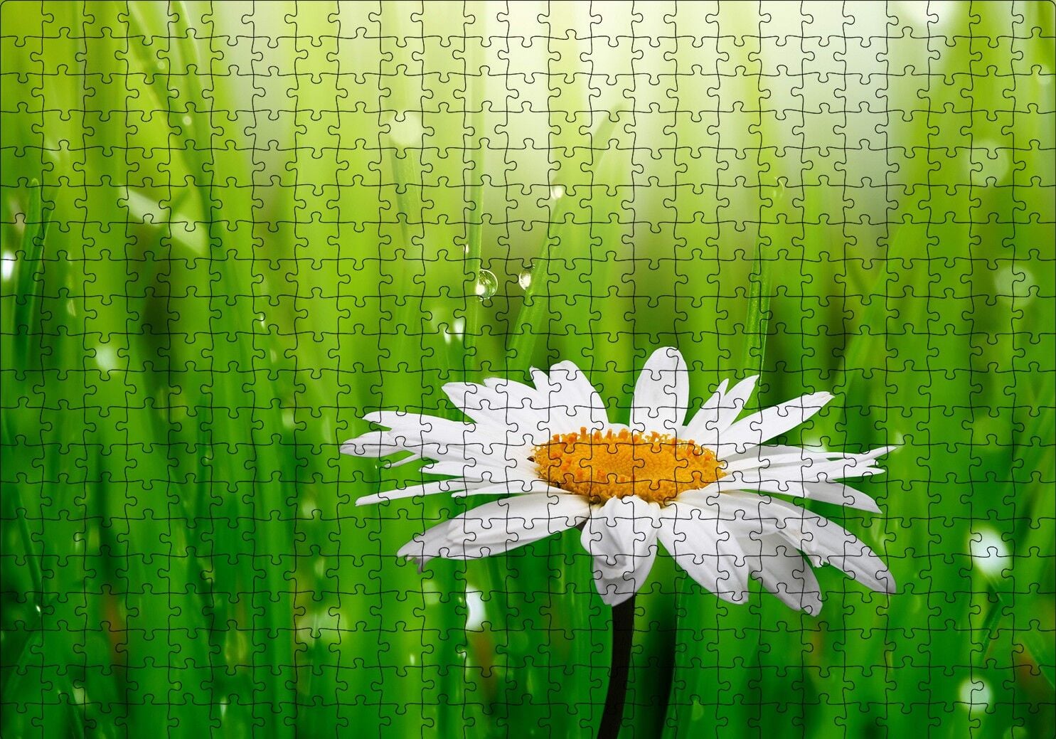 Yeşil Çimenler Papatya ve Su Damlaları Puzzle Yapboz MDF Ahşap 500 Parça 49 cm X 68 cm