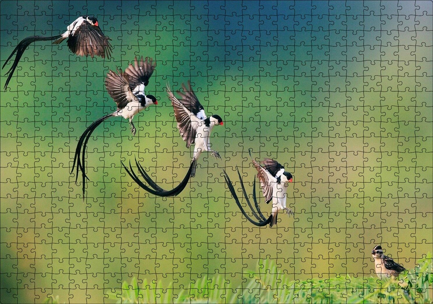 Zaman Atlamalı Fotoğrafçılık Kuş Görseli Puzzle Yapboz MDF Ahşap 500 Parça 49 cm X 68 cm