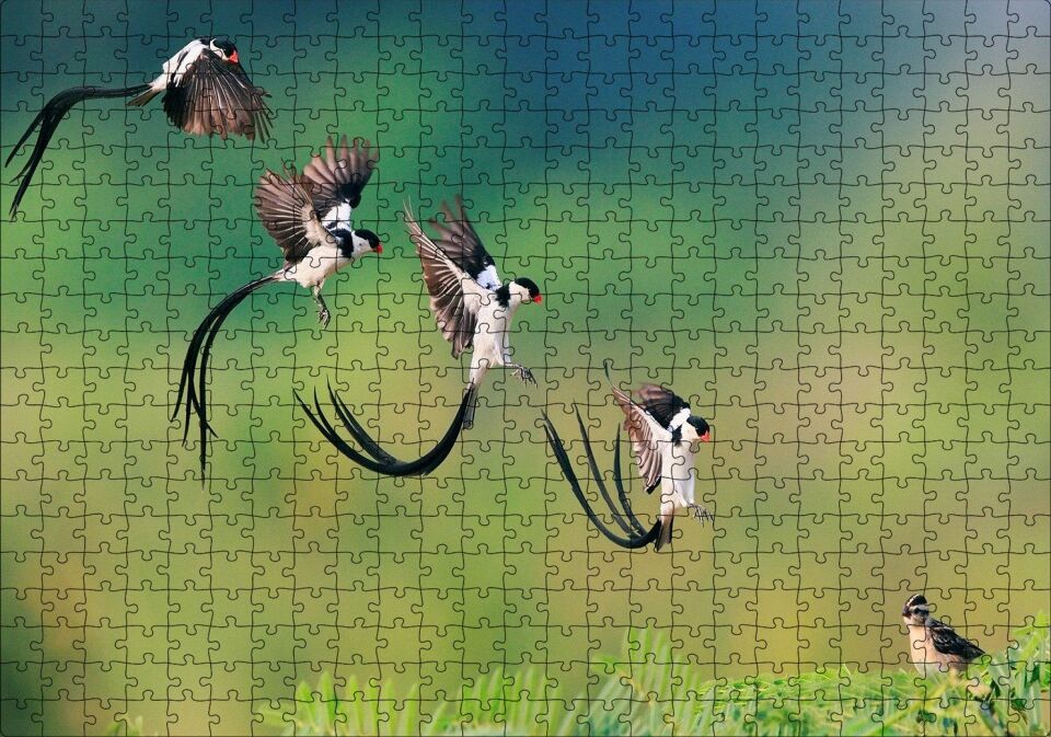 Zaman Atlamalı Fotoğrafçılık Kuş Görseli Puzzle Yapboz MDF Ahşap 500 Parça 49 cm X 68 cm