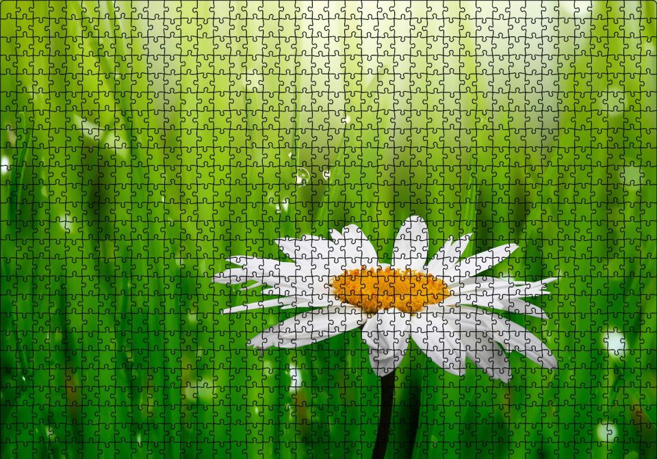Yeşil Çimenler Papatya ve Su Damlaları Puzzle Yapboz MDF Ahşap 1000 Parça 49 cm X 68 cm