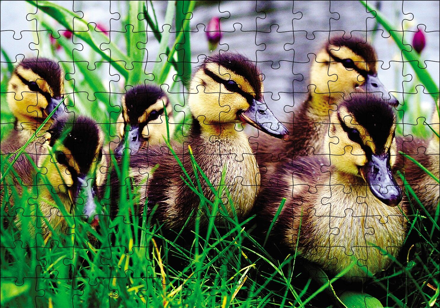 Çayırda Ördek Yavruları Puzzle Yapboz MDF Ahşap