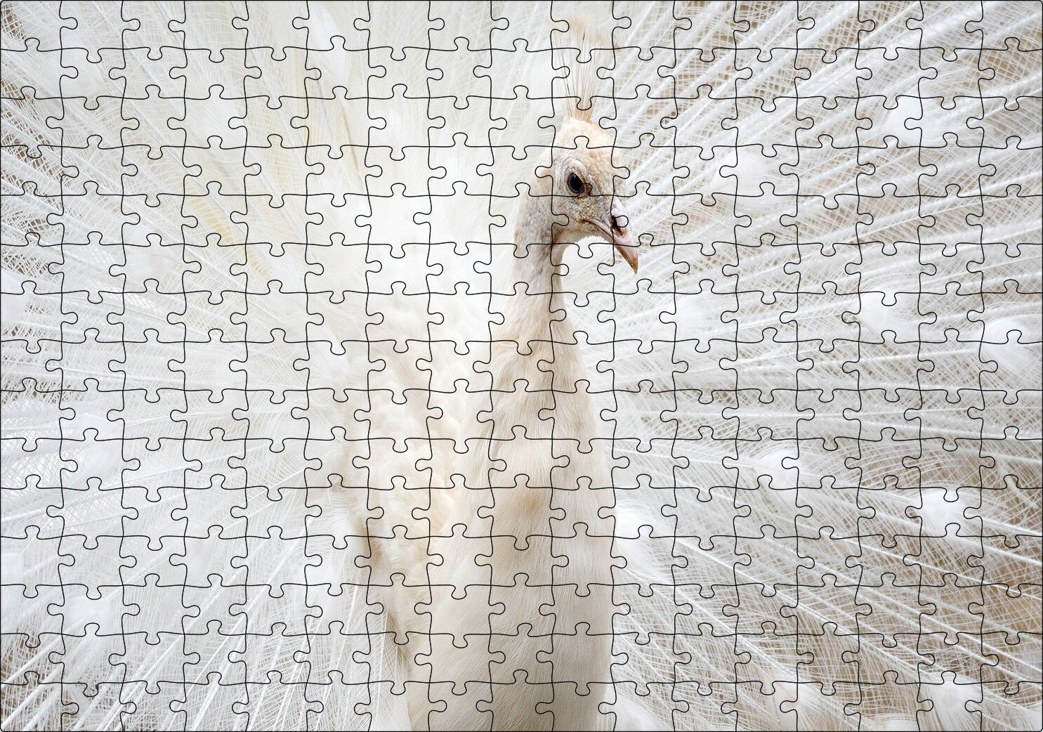 Beyaz Tavus Kuşu Görseli Puzzle Yapboz MDF Ahşap 255 Parça 34 cm X 49 cm