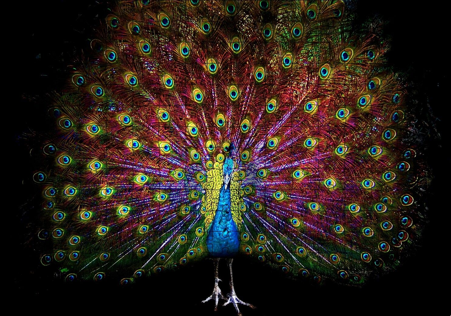 Görkemli Kuyruğuyla Tavus Kuşu Karanlık Arka Plan Puzzle Yapboz MDF Ahşap 255 Parça 34 cm X 49 cm