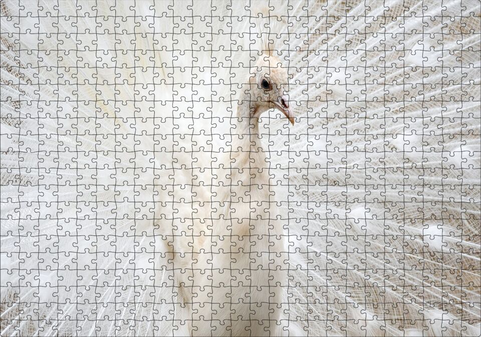 Beyaz Tavus Kuşu Görseli Puzzle Yapboz MDF Ahşap 500 Parça 49 cm X 68 cm