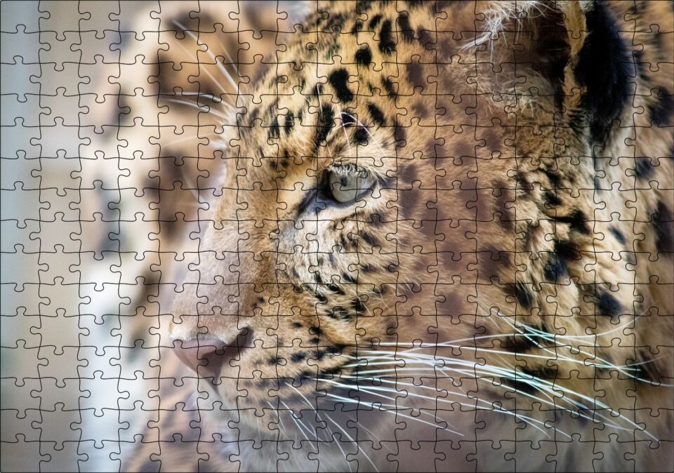 Muhteşem Güzellikteki Leopar Yakın Çekim Puzzle Yapboz MDF Ahşap 255 Parça 34 cm X 49 cm