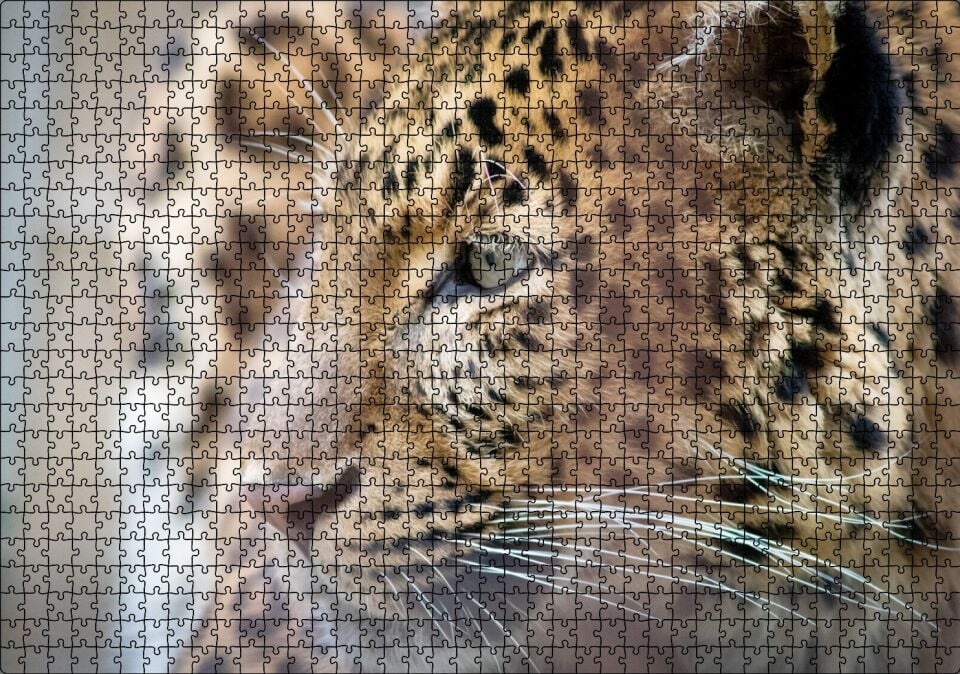 Muhteşem Güzellikteki Leopar Yakın Çekim Puzzle Yapboz MDF Ahşap 1000 Parça 49 cm X 68 cm