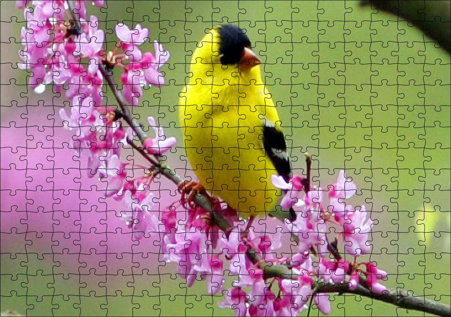 Pembe Çiçekli Dalda Sarı Siyah Kuş Puzzle Yapboz MDF Ahşap 255 Parça 34 cm X 49 cm