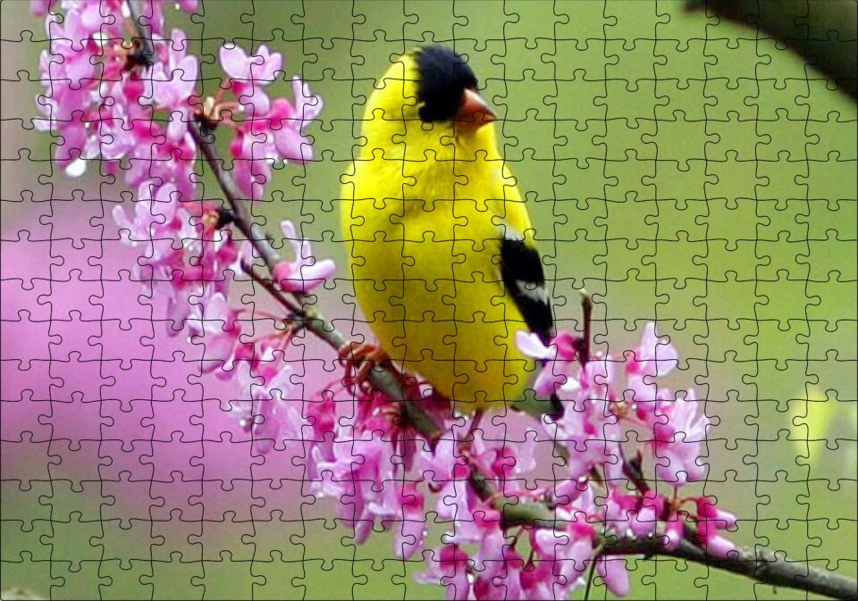 Pembe Çiçekli Dalda Sarı Siyah Kuş Puzzle Yapboz MDF Ahşap 255 Parça 34 cm X 49 cm