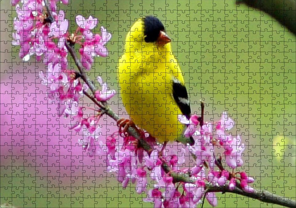 Pembe Çiçekli Dalda Sarı Siyah Kuş Puzzle Yapboz MDF Ahşap 500 Parça 49 cm X 68 cm