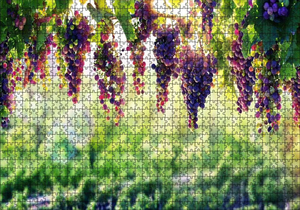 Asma Üzümü Kırmızı Üzüm Görseli Puzzle Yapboz MDF Ahşap 1000 Parça 49 cm X 68 cm