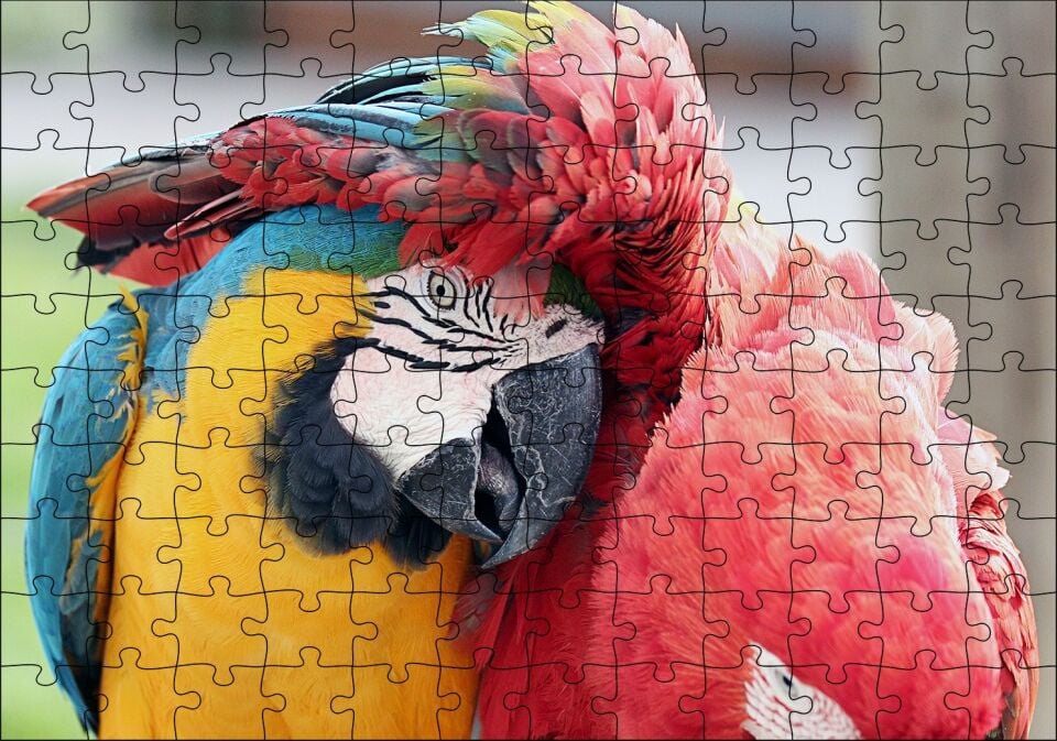 İki Amerika Papağanı Sarılmaca Görseli Puzzle Yapboz MDF Ahşap