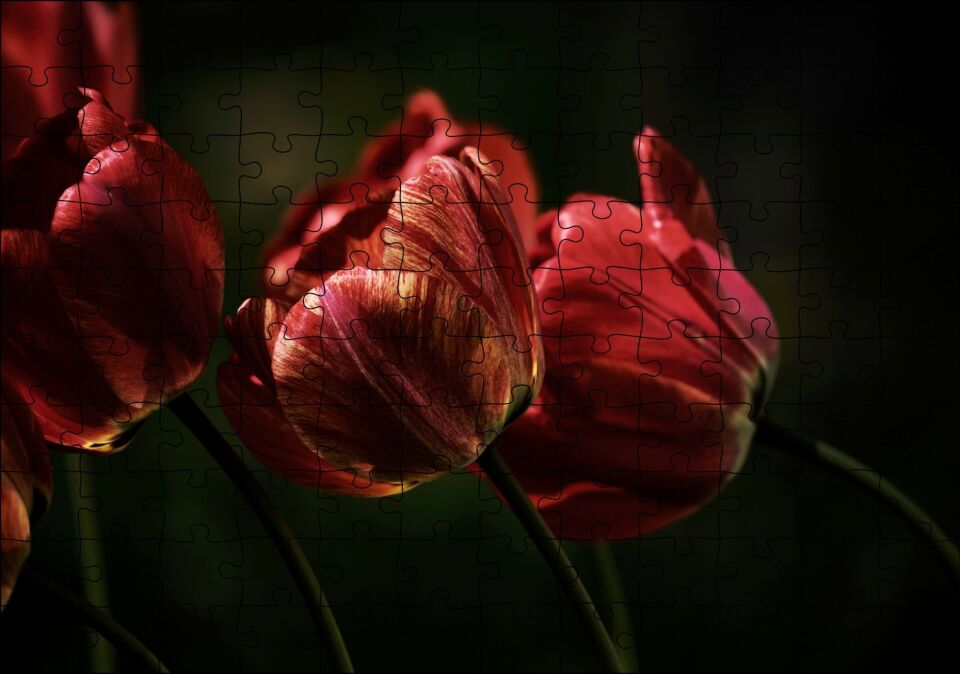 Kırmızı Gelincikler Karanlık Arka Plan Puzzle Yapboz MDF Ahşap