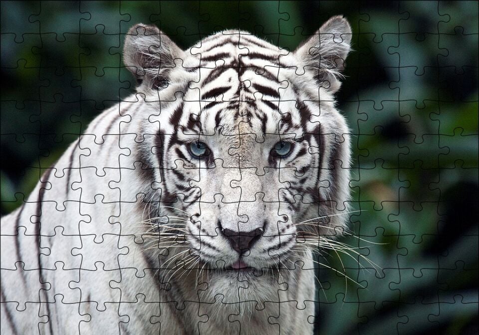 Beyaz Kaplan Hayvanat Bahçesinde Puzzle Yapboz MDF Ahşap 120 Parça 24 cm X 34 cm
