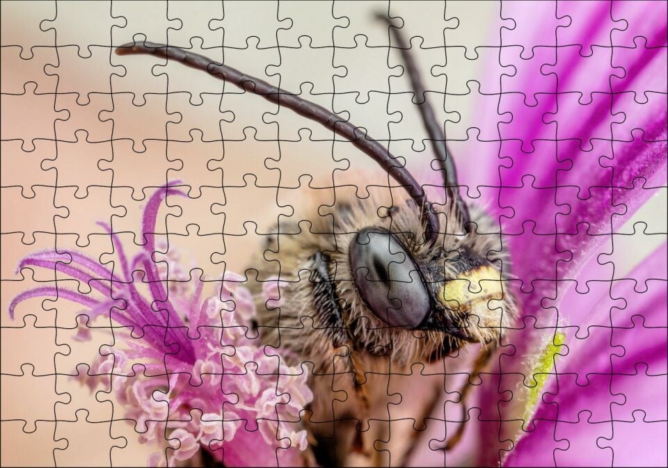 Eflatun Çiçeklerin Arasında Boynuzlu Arı Yakın Çekim Puzzle Yapboz MDF Ahşap