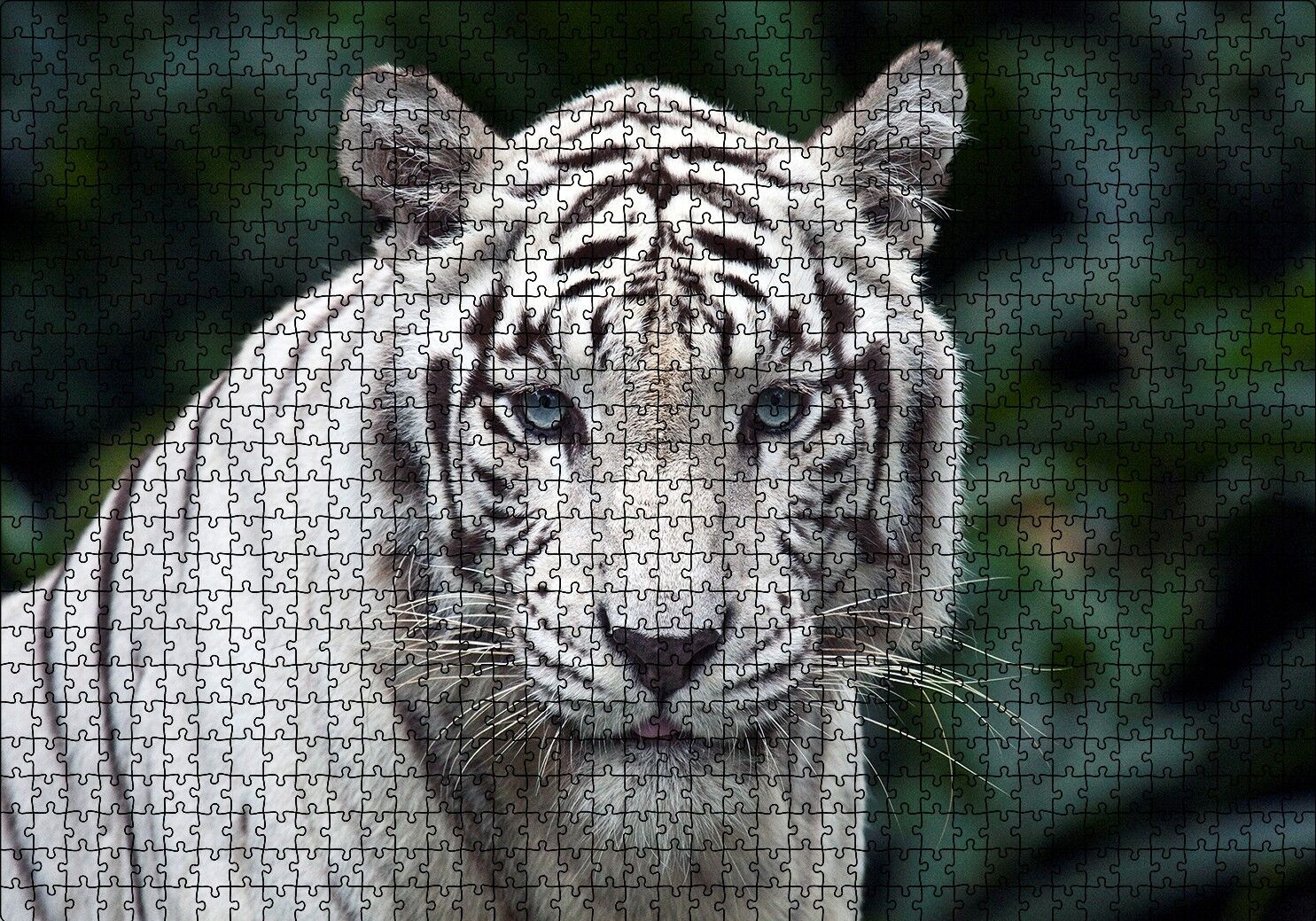 Beyaz Kaplan Hayvanat Bahçesinde Puzzle Yapboz MDF Ahşap 1000 Parça 49 cm X 68 cm