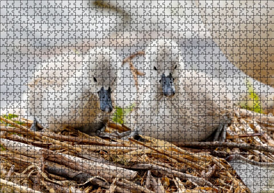 Anne Altında İki Sevimli Kuğu Yavrusu Puzzle Yapboz MDF Ahşap 1000 Parça 49 cm X 68 cm