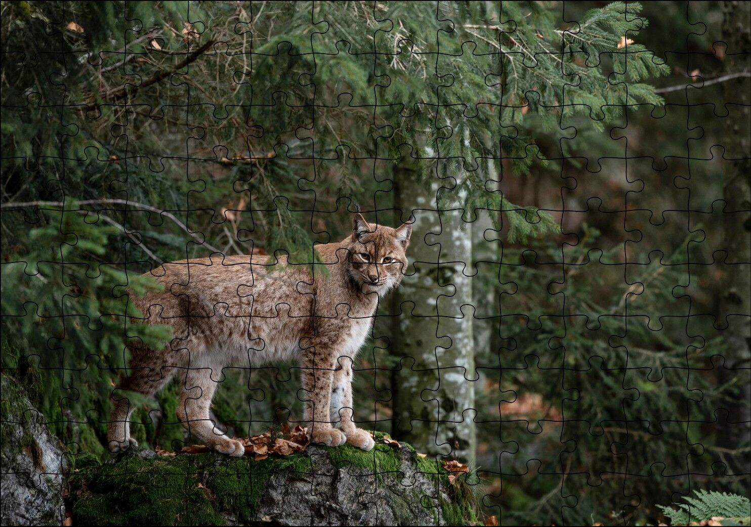 Ormanda Yosunlu Kayanın Üzerindeki Vaşak Puzzle Yapboz MDF Ahşap 120 Parça 24 cm X 34 cm