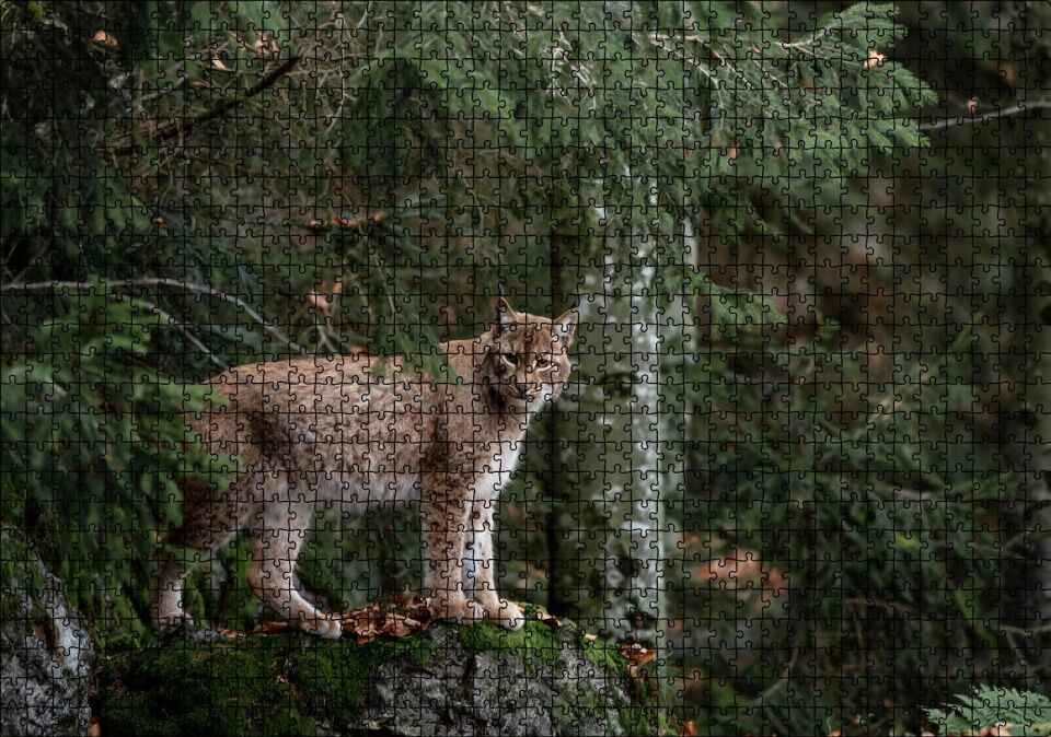 Ormanda Yosunlu Kayanın Üzerindeki Vaşak Puzzle Yapboz MDF Ahşap 1000 Parça 49 cm X 68 cm
