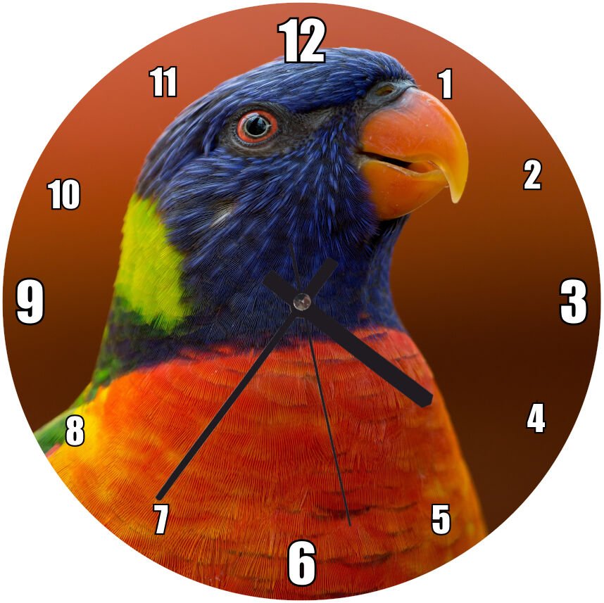 Mavi ve Turuncu Evcil Papağan Mdf Ahşap Duvar Saati