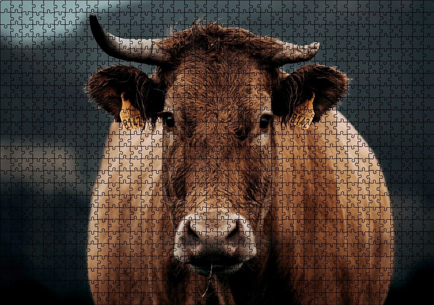Kahverengi İnek Yakın Çekim Flu Arka Plan Puzzle Yapboz MDF Ahşap 1000 Parça 49 cm X 68 cm