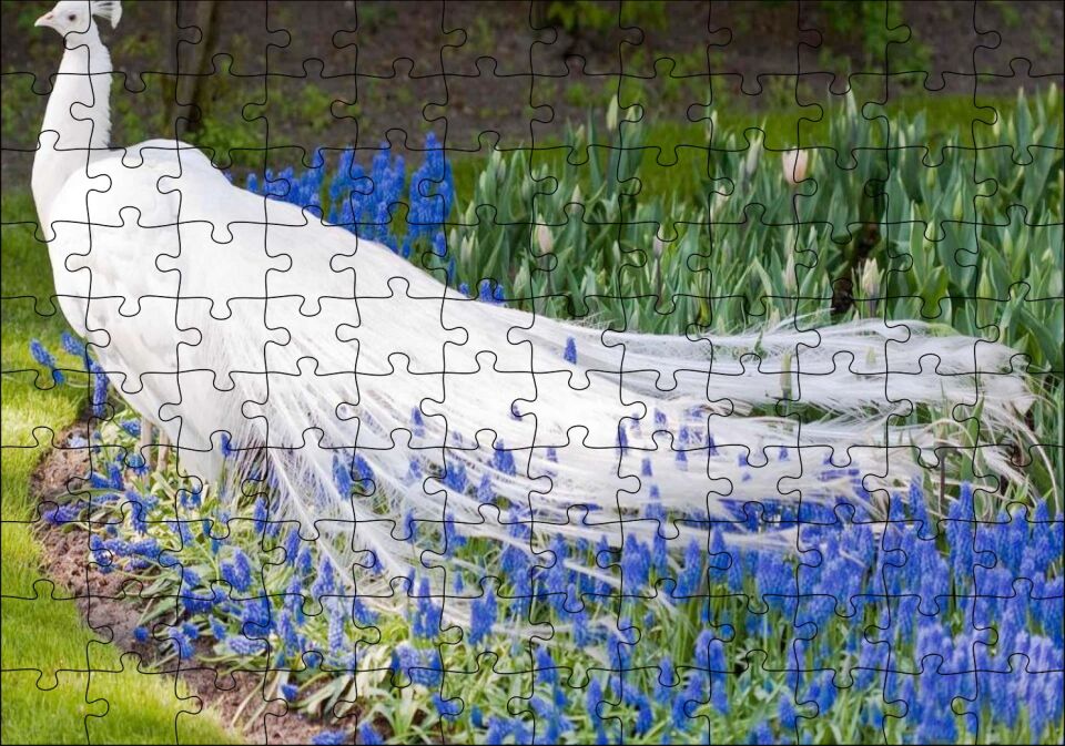 Beyaz Tavus Kuşu Görseli Puzzle Yapboz MDF Ahşap 120 Parça 24 cm X 34 cm