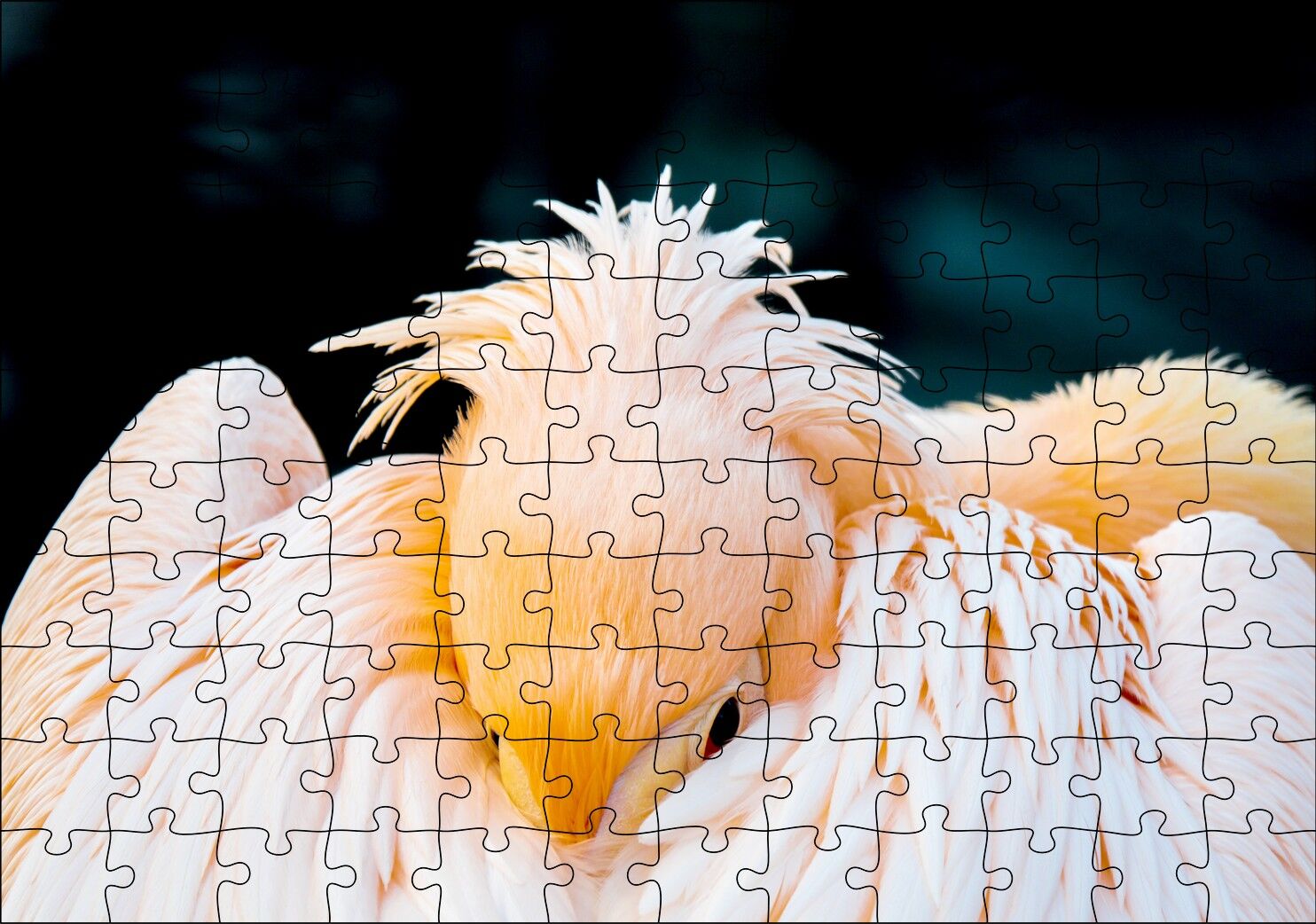 Kanatları Arasına Gömülmüş Pelikan Yakın Çekim Puzzle Yapboz MDF Ahşap 120 Parça 24 cm X 34 cm