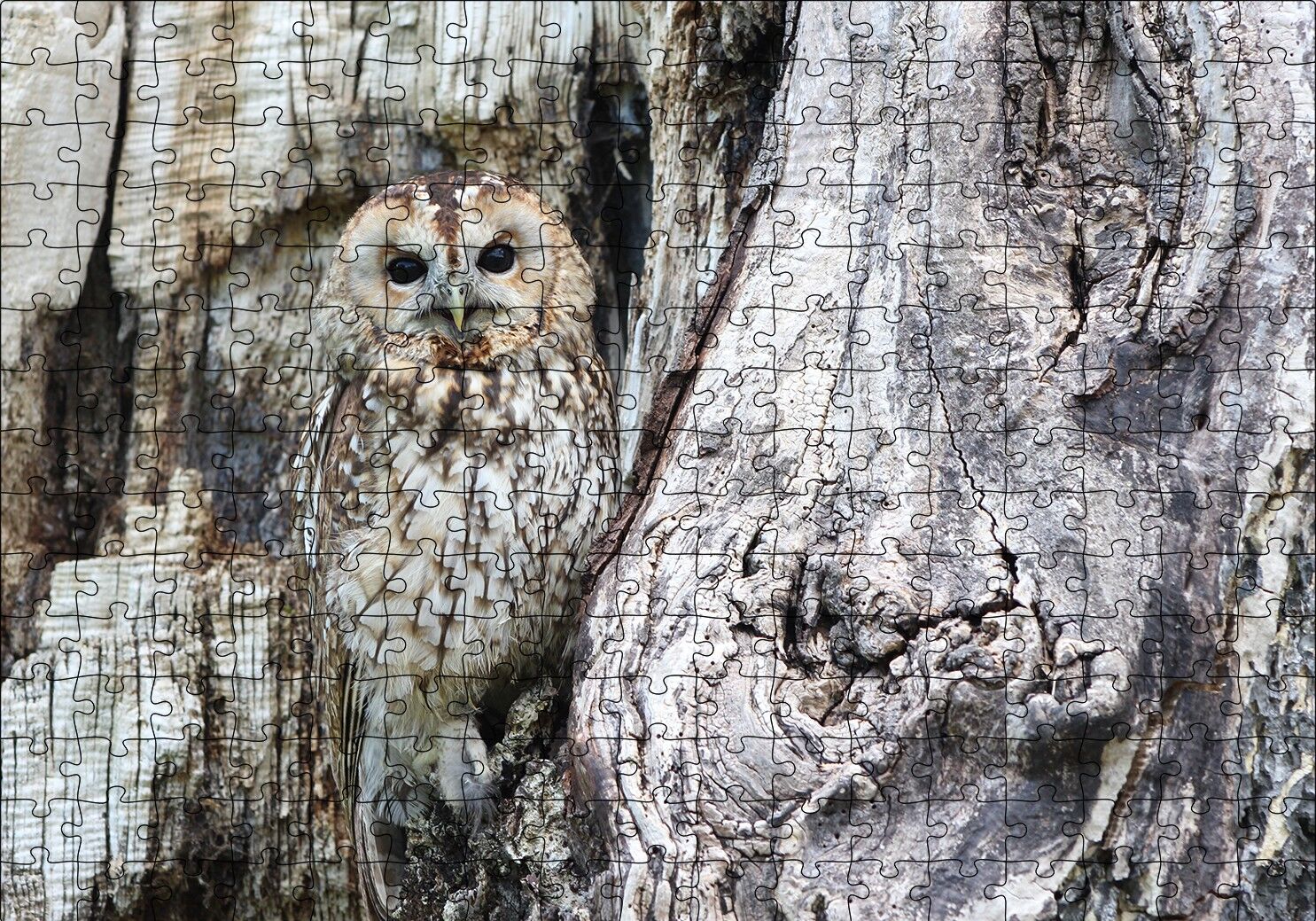 Baykuş ve Ağaçla Muhteşem Kamuflajı Puzzle Yapboz MDF Ahşap 255 Parça 34 cm X 49 cm