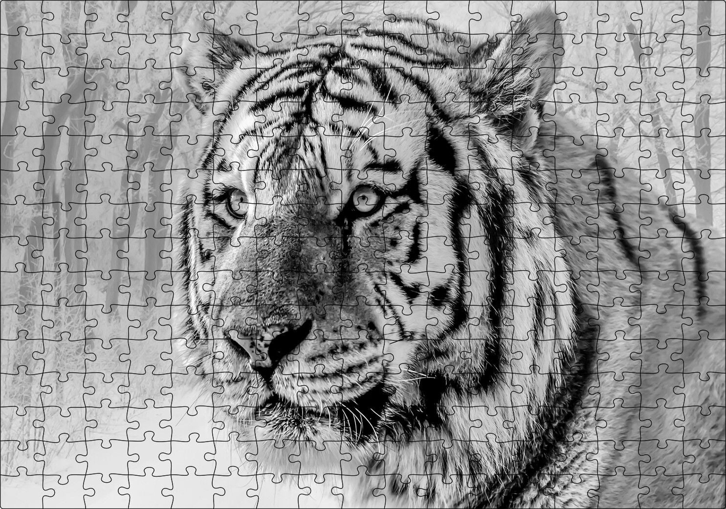 Sibirya Kaplanı Siyah Beyaz Yakın Çekim Puzzle Yapboz MDF Ahşap 255 Parça 34 cm X 49 cm