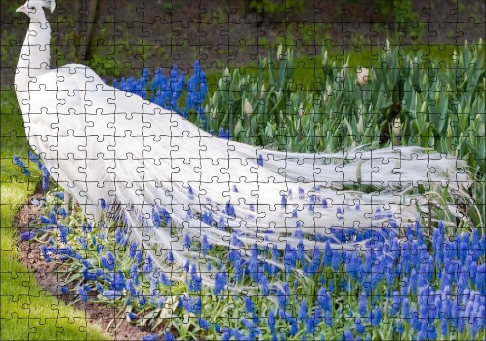 Beyaz Tavus Kuşu Görseli Puzzle Yapboz MDF Ahşap 255 Parça 34 cm X 49 cm