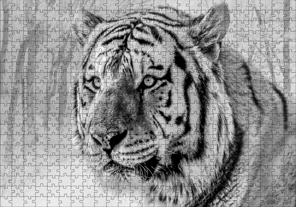 Sibirya Kaplanı Siyah Beyaz Yakın Çekim Puzzle Yapboz MDF Ahşap 500 Parça 49 cm X 68 cm