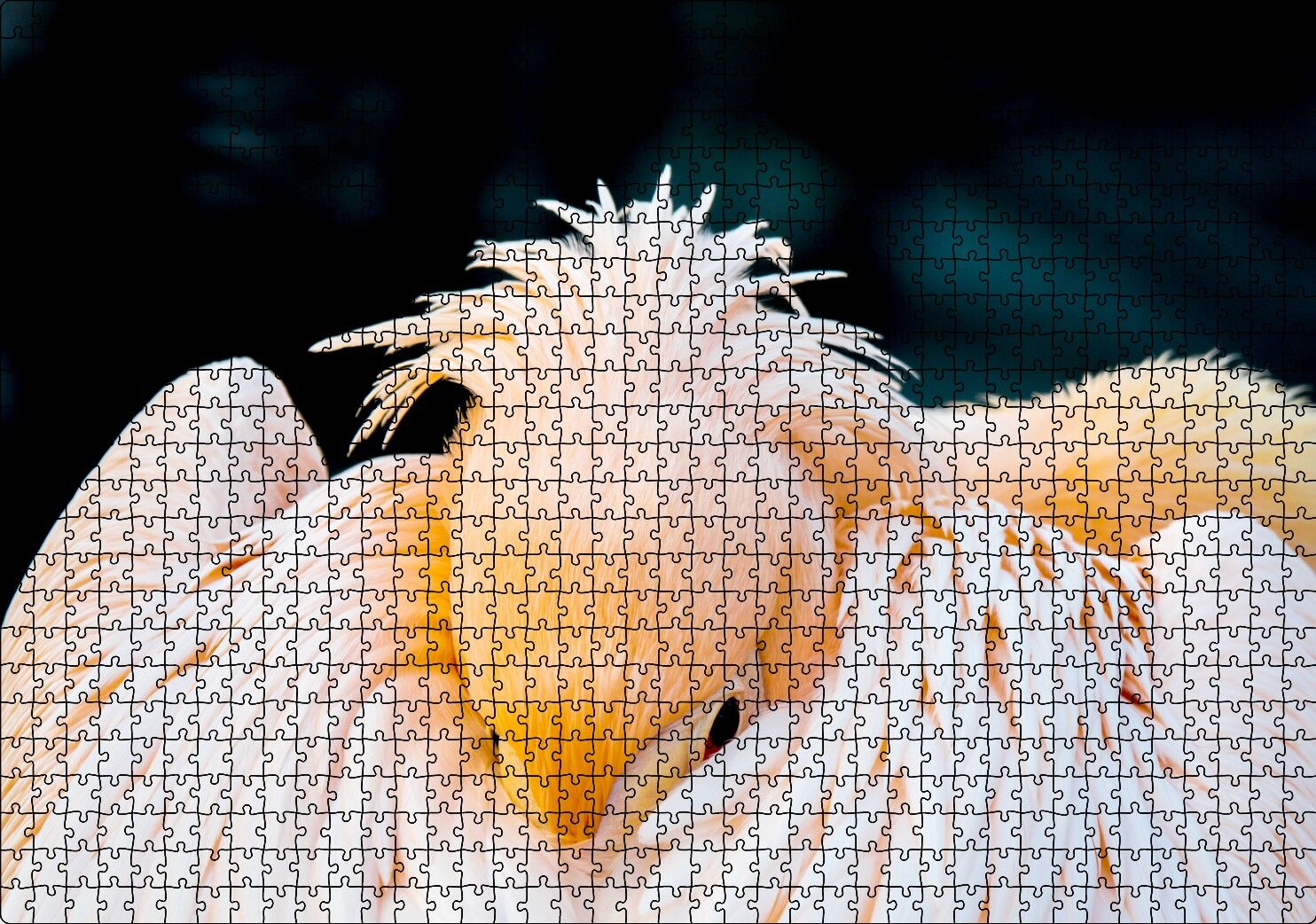 Kanatları Arasına Gömülmüş Pelikan Yakın Çekim Puzzle Yapboz MDF Ahşap 1000 Parça 49 cm X 68 cm