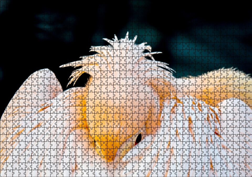 Kanatları Arasına Gömülmüş Pelikan Yakın Çekim Puzzle Yapboz MDF Ahşap 1000 Parça 49 cm X 68 cm