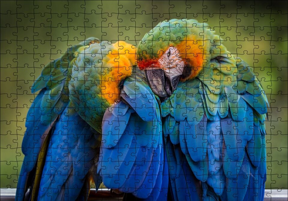 Bir Çift Mavi Macaw Papağanı Puzzle Yapboz MDF Ahşap 255 Parça 34 cm X 49 cm