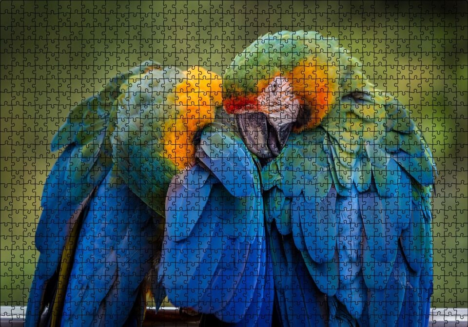 Bir Çift Mavi Macaw Papağanı Puzzle Yapboz MDF Ahşap 1000 Parça 49 cm X 68 cm