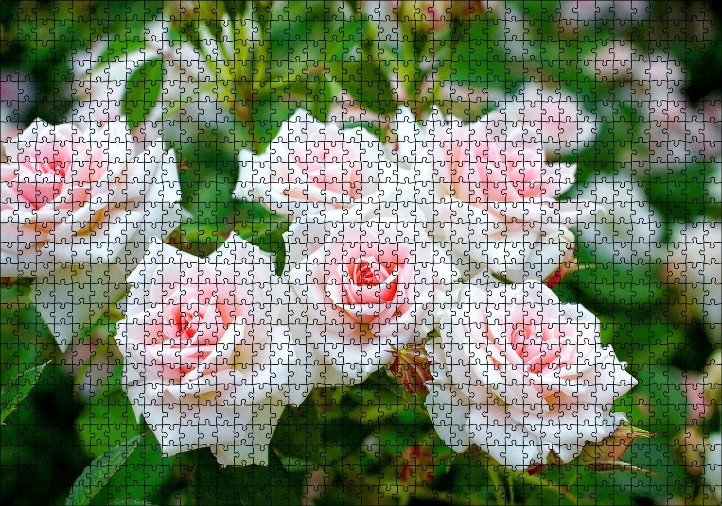 Beyaz Çalı Gülleri Görseli Puzzle Yapboz MDF Ahşap 1000 Parça 49 cm X 68 cm