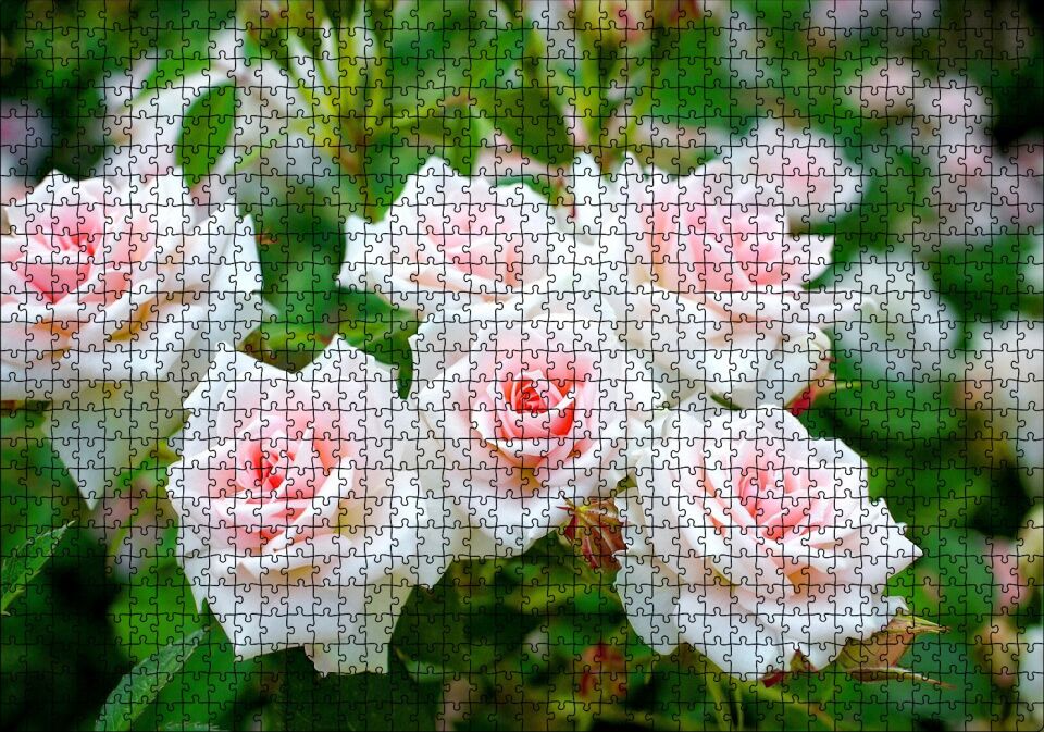 Beyaz Çalı Gülleri Görseli Puzzle Yapboz MDF Ahşap 1000 Parça 49 cm X 68 cm