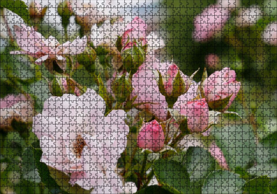 Beyaz ve Pembe Gonca Güller ve Yapraklar Puzzle Yapboz MDF Ahşap 1000 Parça 49 cm X 68 cm