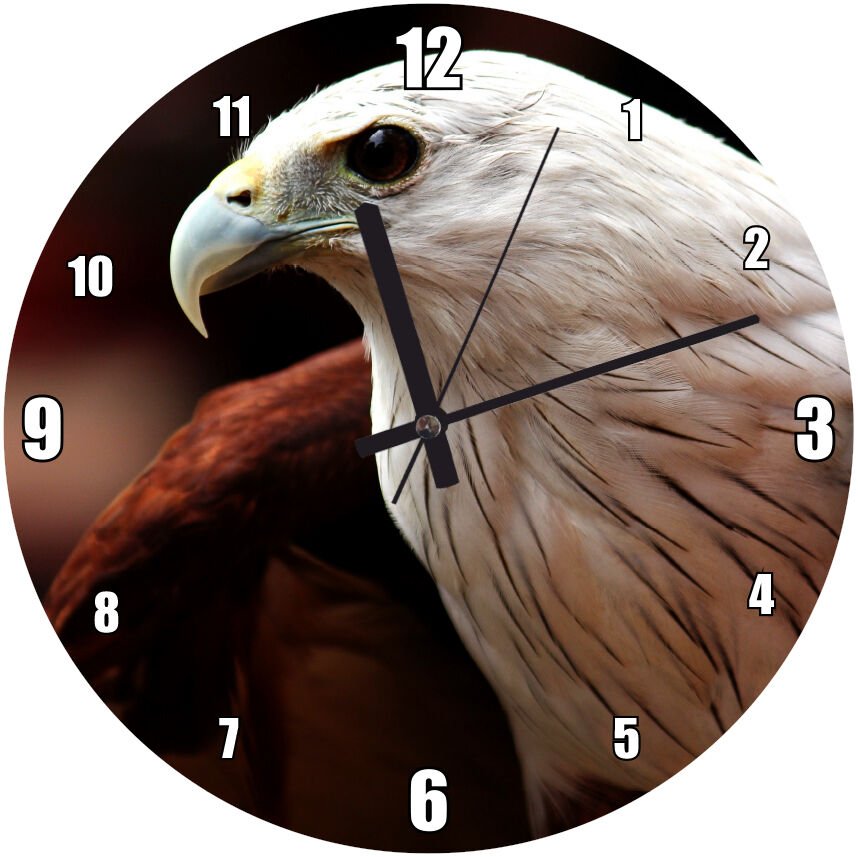 Beyaz Başlı Şahin Yakın Plan Mdf Ahşap Duvar Saati