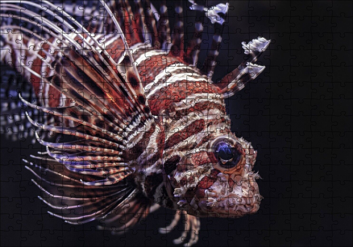 Aslan Balığı Yakın Çekim Karanlık Arka Plan Puzzle Yapboz MDF Ahşap 255 Parça 34 cm X 49 cm