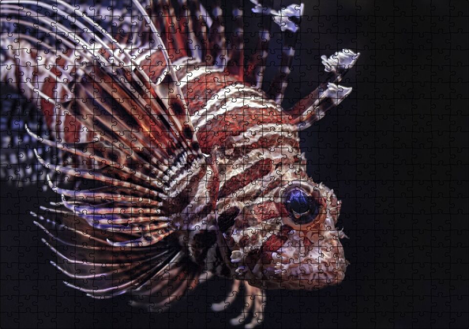 Aslan Balığı Yakın Çekim Karanlık Arka Plan Puzzle Yapboz MDF Ahşap 500 Parça 49 cm X 68 cm