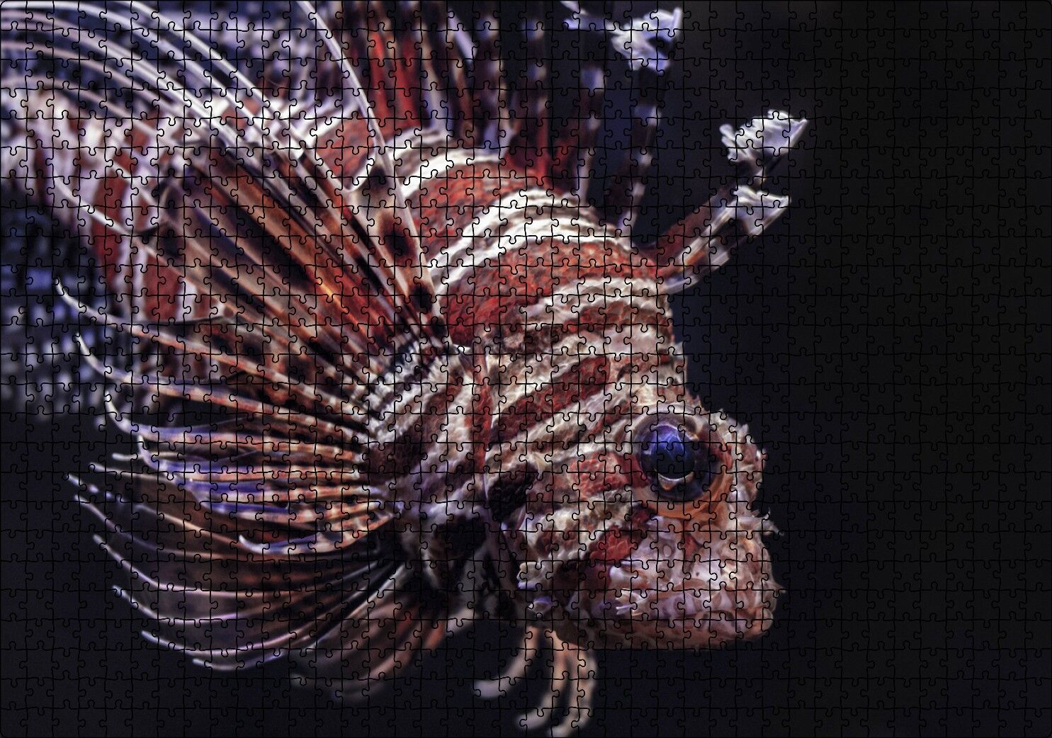 Aslan Balığı Yakın Çekim Karanlık Arka Plan Puzzle Yapboz MDF Ahşap 1000 Parça 49 cm X 68 cm