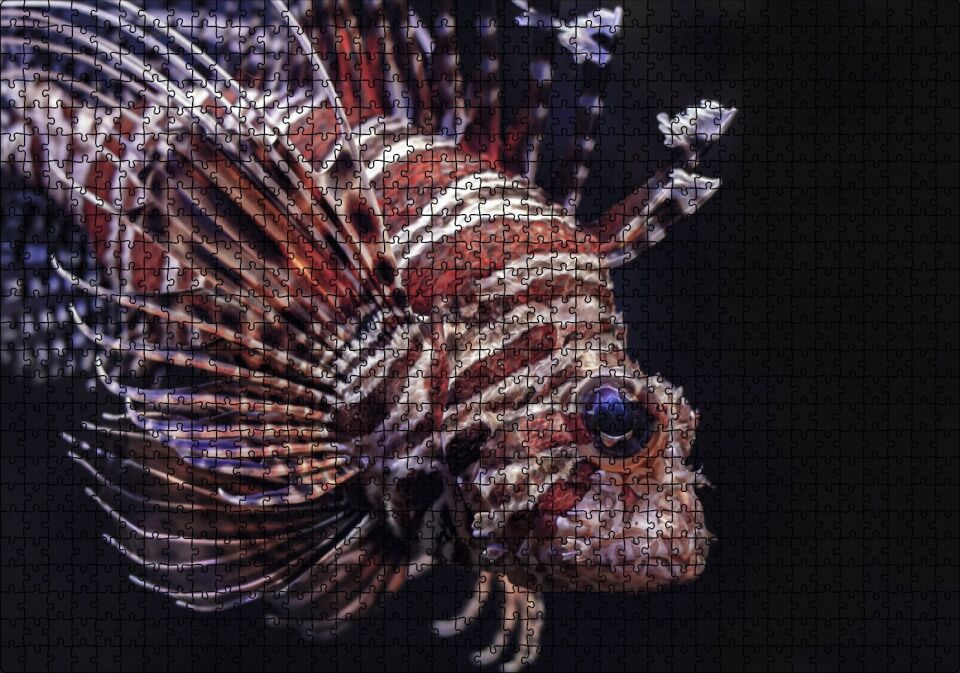 Aslan Balığı Yakın Çekim Karanlık Arka Plan Puzzle Yapboz MDF Ahşap 1000 Parça 49 cm X 68 cm